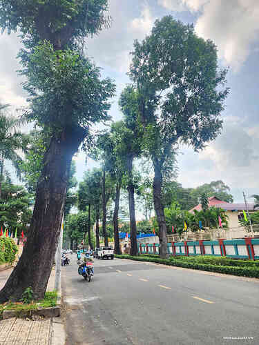 Bán tòa nhà VP Quận 3 TPHCM  (2)